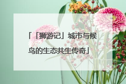 「狮游记」城市与候鸟的生态共生传奇