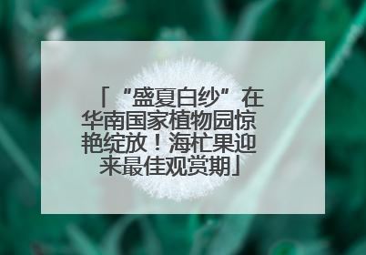 “盛夏白纱”在华南国家植物园惊艳绽放！海杧果迎来最佳观赏期