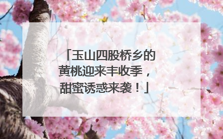 玉山四股桥乡的黄桃迎来丰收季，甜蜜诱惑来袭！