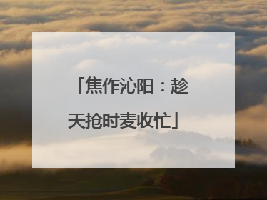 焦作沁阳：趁天抢时麦收忙