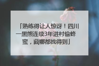 熟练得让人惊讶！四川一黑熊连续3年进村偷蜂蜜，藏哪都找得到