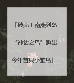 破壳！南麂列岛“神话之鸟”孵出今年首只小雏鸟
