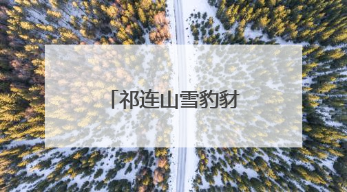 祁连山雪豹豺狼同框现身