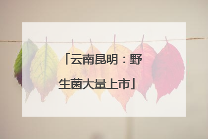 云南昆明：野生菌大量上市