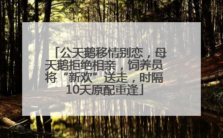 公天鹅移情别恋，母天鹅拒绝相亲，饲养员将“新欢”送走，时隔10天原配重逢