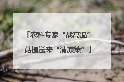 农科专家“战高温” 菇棚送来“清凉策”