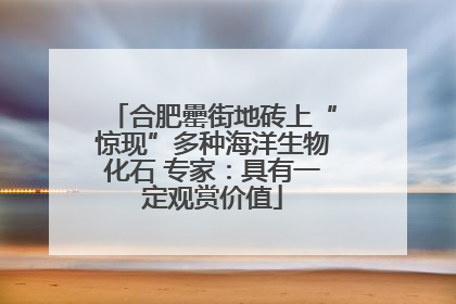 合肥罍街地砖上“惊现”多种海洋生物化石 专家：具有一定观赏价值