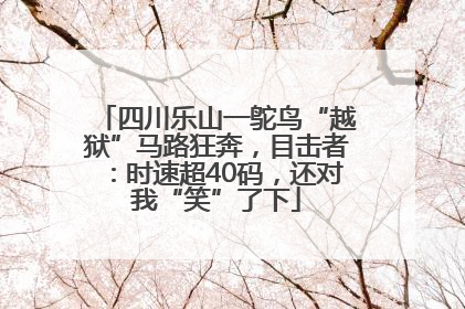 四川乐山一鸵鸟“越狱”马路狂奔，目击者：时速超40码，还对我“笑”了下