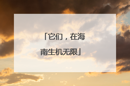 它们，在海南生机无限