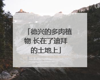 德兴的多肉植物 长在了迪拜的土地上