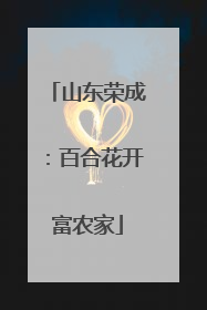 山东荣成：百合花开富农家
