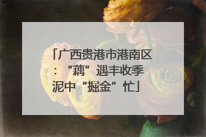 广西贵港市港南区：“藕”遇丰收季 泥中“掘金”忙
