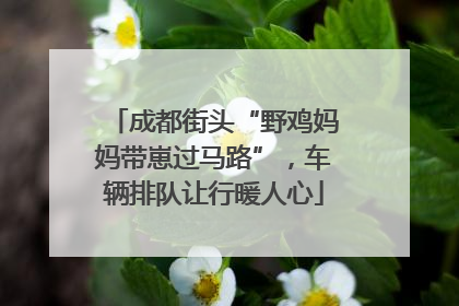 成都街头“野鸡妈妈带崽过马路”，车辆排队让行暖人心