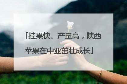 挂果快、产量高，陕西苹果在中亚茁壮成长