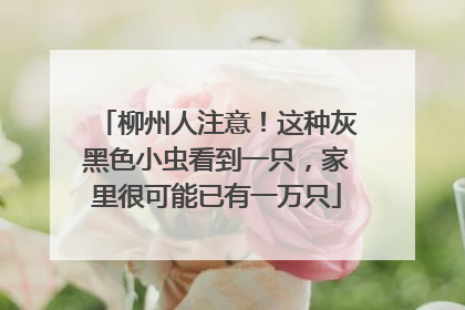 柳州人注意！这种灰黑色小虫看到一只，家里很可能已有一万只