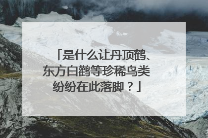 是什么让丹顶鹤、东方白鹳等珍稀鸟类纷纷在此落脚？
