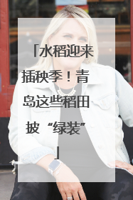 水稻迎来插秧季！青岛这些稻田披“绿装”