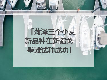 菏泽三个小麦新品种在新疆戈壁滩试种成功