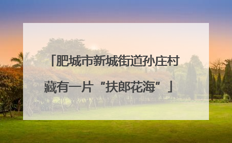 肥城市新城街道孙庄村藏有一片“扶郎花海”