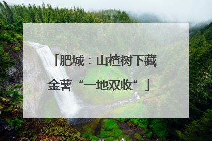 肥城：山楂树下藏金薯“一地双收”