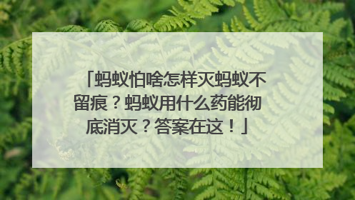 蚂蚁怕啥怎样灭蚂蚁不留痕？蚂蚁用什么药能彻底消灭？答案在这！
