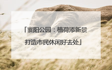 襄阳公园：植荷添新景 打造市民休闲好去处