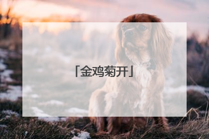 金鸡菊开