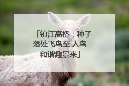 镇江高桥：种子落处飞鸟至 人鸟和谐趣景来
