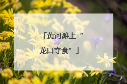 黄河滩上“龙口夺食”
