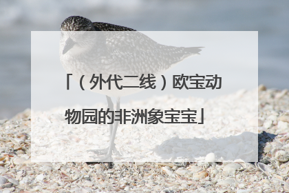 （外代二线）欧宝动物园的非洲象宝宝